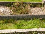 image of grave number 809064